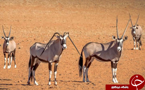 از آتش زدن خودروی پلیس در پاریس تا برنی سندرز در میان هواداران