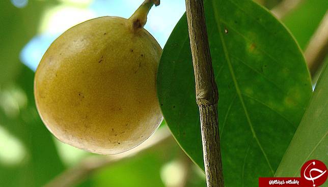 خطرناک ترین درخت جهان+تصاویر