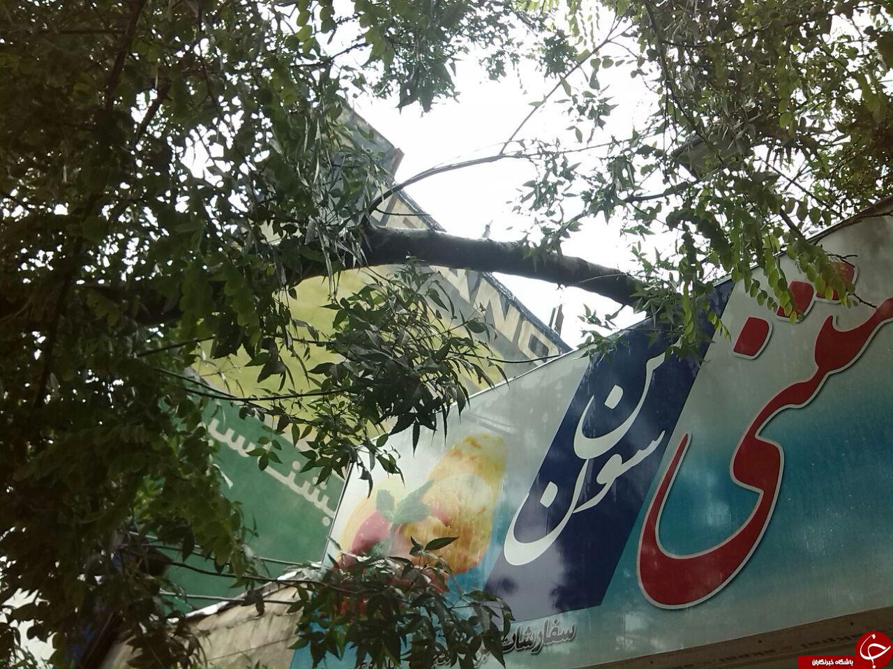 طوفان درختان زنجان را شکست! تصاویر