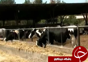 از حادثه دلخراش جاده سرچم تا ناگفته های دامدار اصفهانی