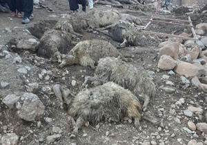 تلف شدن 30 راس گوسفند به علت سیل