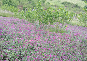 دشت گل  گاوزبان در روستای لیلکی + فیلم