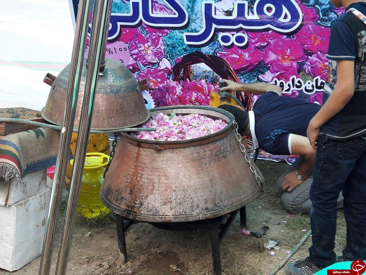 برگزاری نخستین جشنواره گلاب گیری شمال+ تصاویر