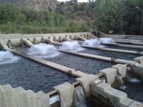 رتبه یک آبزی پروری زنجان در کشور