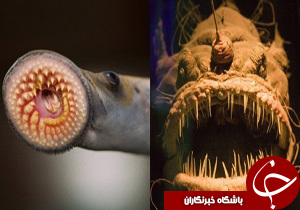 با برخی حیوان&zwnj;های چندش&zwnj;آور و عجیب آشنا شوید