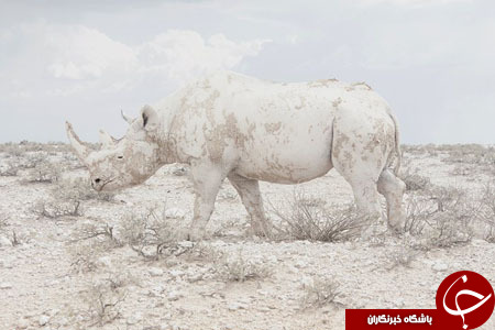 یک ایرانی در میان برندگان مسابقه عکاسی سونی+ تصاویر