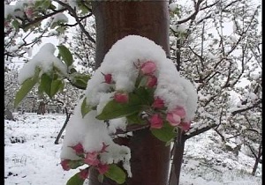 بارش برف در مشگين شهر