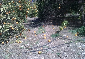 پرداخت مطالبات باغداران در مشگین‌شهر