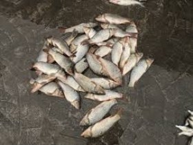 دستگیری صیادان متخلف درشاهین دژ