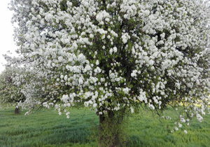 طبیعت زیبا با گلهای بهاری + تصاویر طبیعت زیبا با گلهای بهاری + تصاویر