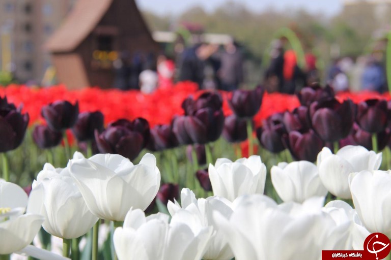 برگزاری جلوه زیبایی لاله ها در جشنواره گل ها در ارومیه