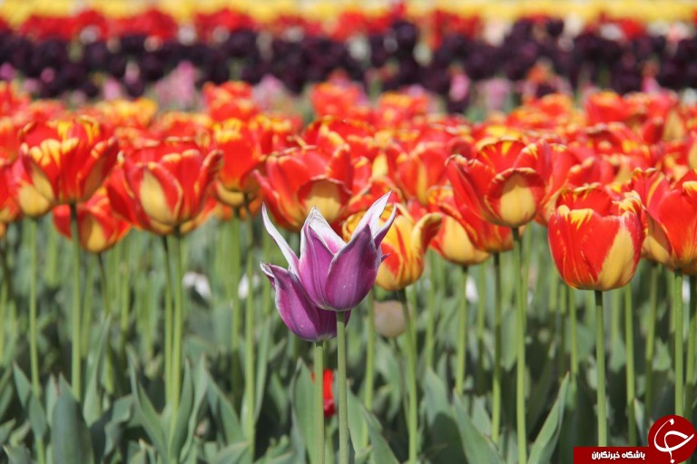 برگزاری جلوه زیبایی لاله ها در جشنواره گل ها در ارومیه
