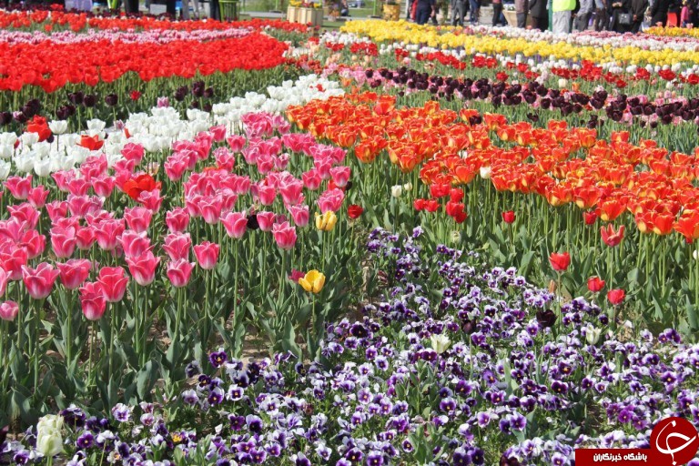 برگزاری جلوه زیبایی لاله ها در جشنواره گل ها در ارومیه