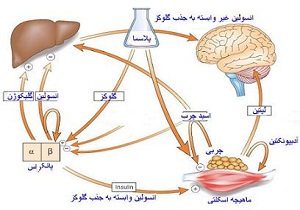۲۰ درصد از هزینه‌‌های مربوط به حوزه درمان صرف بیماری دیابت می‌‌شود