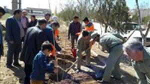 کاشت 500 اصله درخت در شهرک روی زنجان