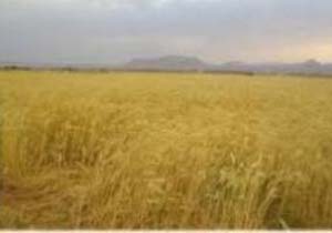 خسارت ۱۱ میلیارد ریالی حوادث غیرمترقبه به مزارع گندم وجو شهرضا