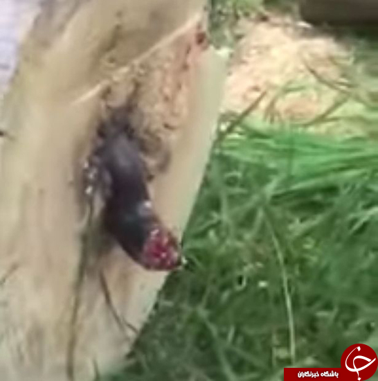 مشاهده عجیب چوب&zwnj;بر در تنه درخت + تصاویر