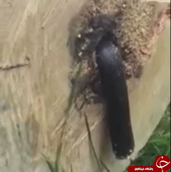 مشاهده عجیب چوب&zwnj;بر در تنه درخت + تصاویر