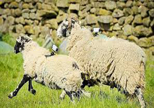 60 گوسفند، کادوی دزدان به آقای داماد