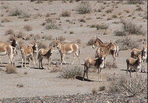 خارتوران شاهرود دومین منطقه بیوسفر جهان