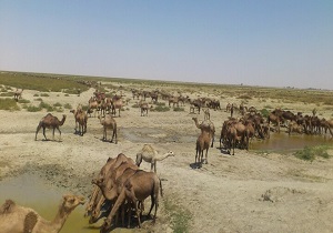 توقف چرای هزار و 200 نفر شتر در مراتع