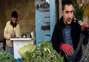 برداشت گیاهان دارویی با رسیدن فصل بهار + فیلم