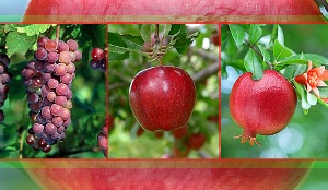 برگزاری همایش بین‌المللی سیب و انگور در منطقه آزاد ارس