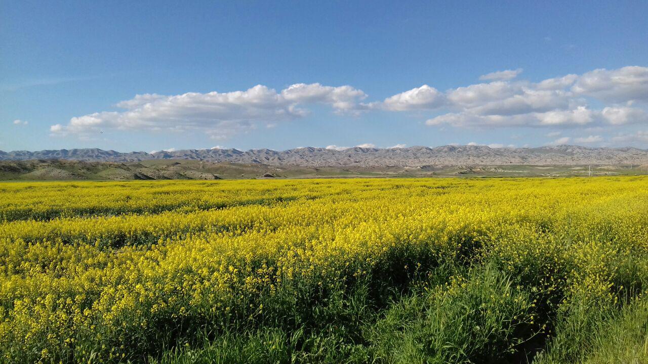طبیعت بهاری منطقه رازوجرگلان + تصاویر