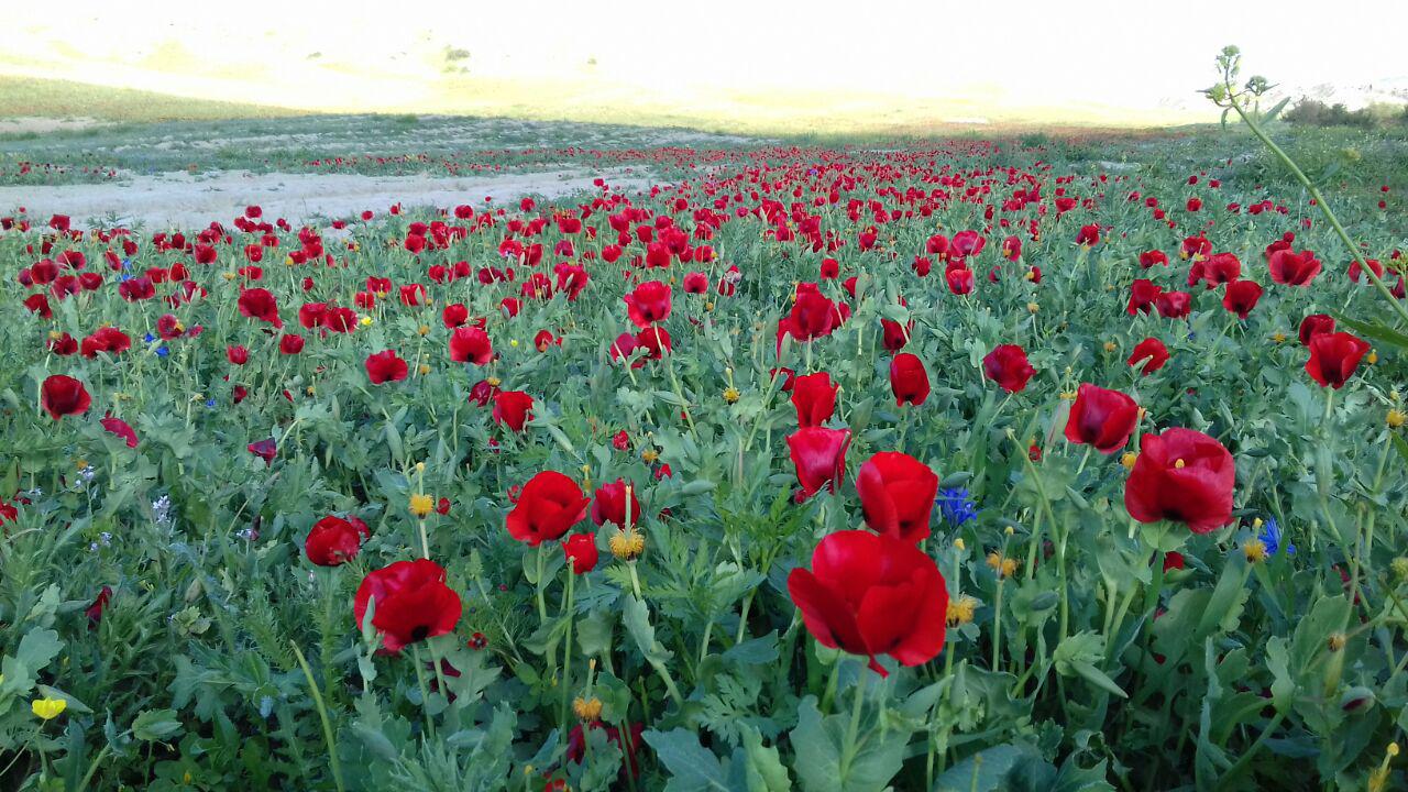 طبیعت بهاری منطقه رازوجرگلان + تصاویر
