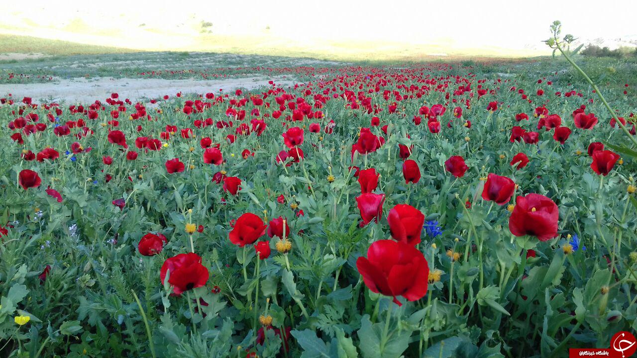 طبیعت بهاری منطقه رازوجرگلان + تصاویر