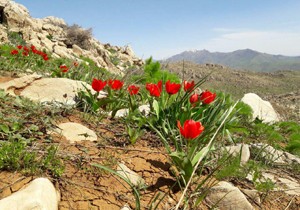 دشت لاله&zwnj;های زیبا در روستای دگاگا + تصاویر