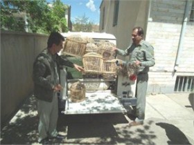 متخلف زنده گیری پرندگان وحشی در دام مامورین محیط زیست بوکان افتاد
