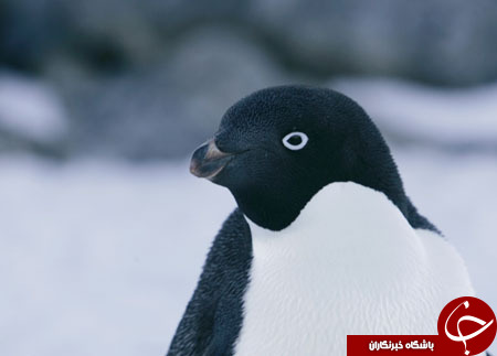از عروس بلغاری تا اجرای نمایشنامه شکسپیر بوسیله پرنس ولز
