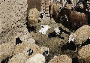 آغاز واکسیناسیون تب برفکی از 20 اردیبهشت/ 9 میلیون دوز خریداری شد