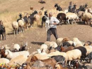 زاهدان قطب دامپروري سيستان و بلوچستان است