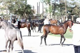 رفسنجان به صادرکننده اسب تبدیل می شود