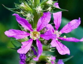 تاثیر گیاه دارویی خون‌فام برای جلوگیری از اسهال کودکان شیرخوار