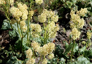 آغاز برداشت محصول ریواس در مناطق کوهستانی خلخال