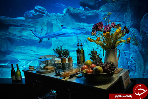 خوابیدن در میان کوسه&zwnj;ها را تجربه کنید! +تصاویر
