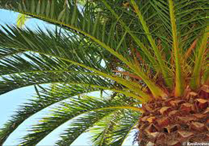 جابجایی نخل ها در راستای مبارزه با زنجره