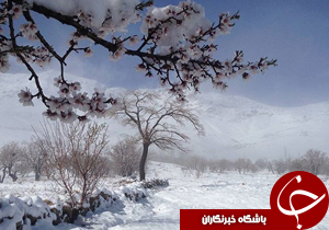 خسارت یک هزار و 600 میلیارد ریالی بارندگی های اخیر به&zwnj; بخش کشاورزی&zwnj;