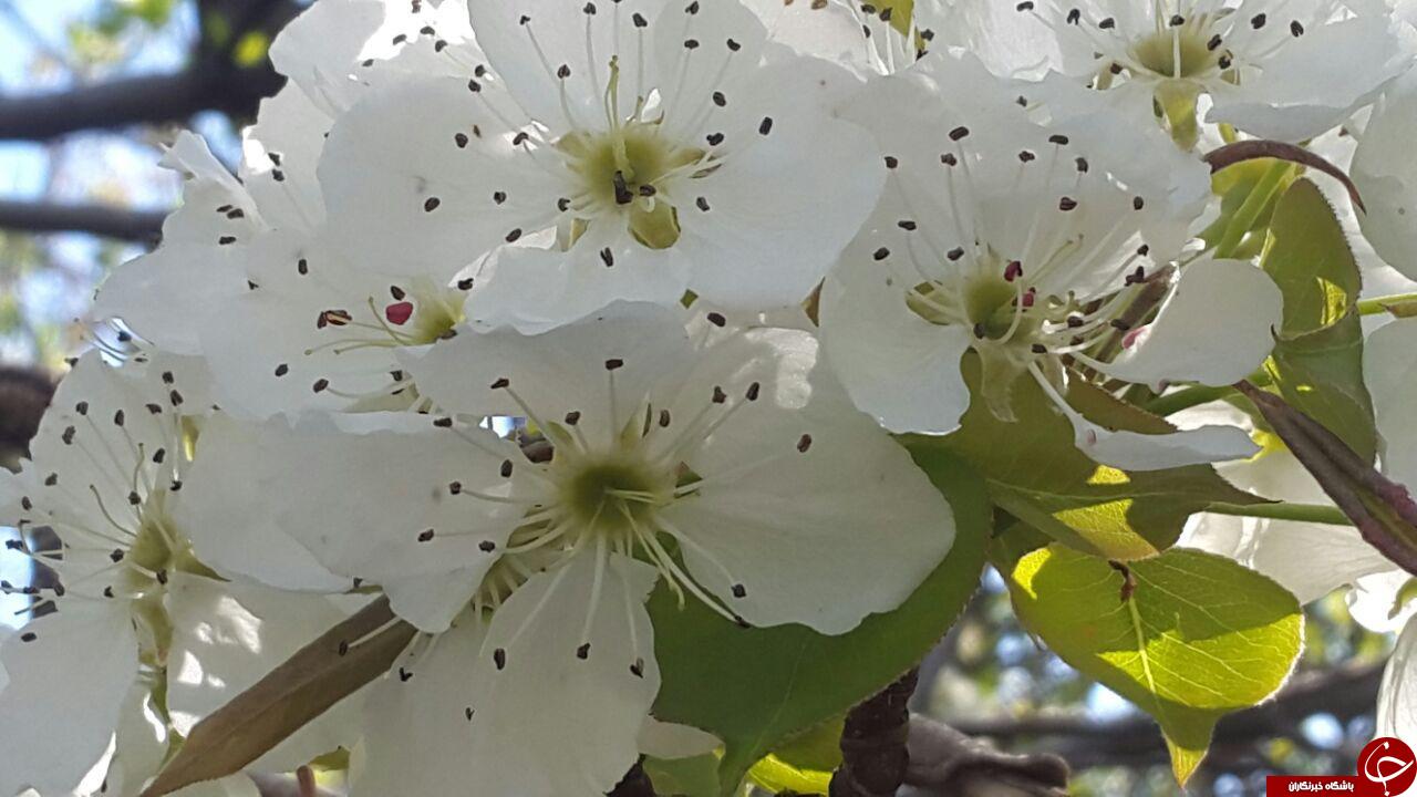 نمایی از شکوفه های درخت سیب + تصاویر
