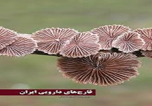برگزاری اولین سمینار قارچهای دارویی در کردستان