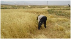 تحویل بیش از 3 هزار تن گندم به سیلوهای ایرانشهر