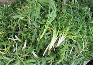 سبزی های کوهی سوغات بهار و محصول ارگانیک