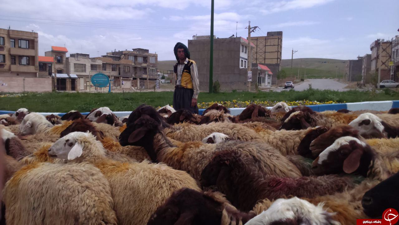 بساط عشایر با گوسفندان در نیاوران پهن شد + تصاویر