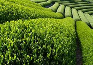 آغاز برداشت برگ سبز چای در سیاهکل