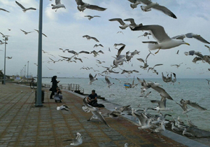 تصاویری زیبا از پرندگان در ساحل + فیلم