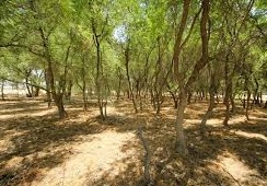 جنگل های مهروییه پناهگاه حیات وحش جنگل های مهروییه پناهگاه حیات وحش
