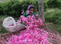 عطرمدهوش کننده گل محمدی لاله زار شدت گرفت